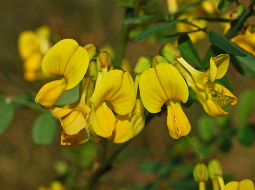 Coronilla emerus